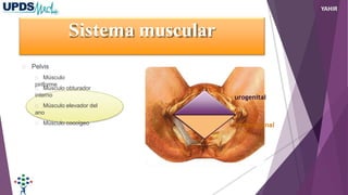 Sistema muscular
Pelvis
Músculo
piriforme
Músculo obturador
interno
Músculo elevador del
ano
Músculo coccígeo
urogenital
rectovaginal
YAHIR
 