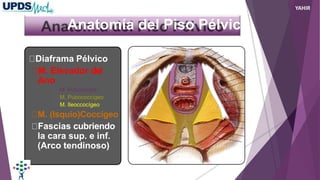 Anatomía del Piso Pélvico
Diaframa Pélvico
M. Elevador del
Ano
M. Puborrectal
M. Pubococcígeo
M. Ileoccocígeo
M. (Isquio)Coccígeo
Fascias cubriendo
la cara sup. e inf.
(Arco tendinoso)
YAHIR
 