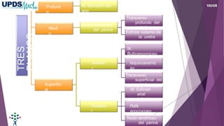 TRES
PLANOS
Profund
o
M. Elevador del
ano
Medi
o
Centro tendinoso
del periné
Transverso
profundo del
periné
Esfínter externo de
la uretra
Superfici
al
Anterio
r
M.
Bulboesponjoso
Isquiocaverno
so
Transverso
superficial del
periné
Posterio
r
M. Esfínter
anal
externo
Rafé
anocoxígeo
Nudo tendinoso
del periné
YAHIR
 