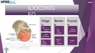 ILIOCOXÍG
EO
Orige
n
Cara
anterior
pubis
Arco
tendinos
o
Cara
interna
espina
ciática
T
ermin
a
Lig.
Ano
coxige
o
Bordes
lat
cóccix
Funció
n
Plano
horizonta
l
estátic
o
YAHIR
 
