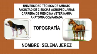 UNIVERSIDAD TÉCNICA DE AMBATO
FACULTAD DE CIENCIAS AGROPECUARIAS
CARRERA DE MEDICINA VETERINARIA
ANATOMIA COMPARADA
TOPOGRAFÍA
NOMBRE: SELENA JEREZ
 