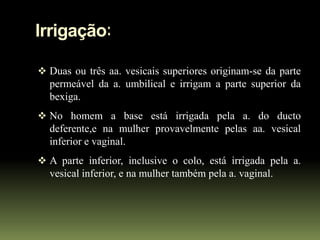 Irrigação:

 Duas ou três aa. vesicais superiores originam-se da parte
  permeável da a. umbilical e irrigam a parte superior da
  bexiga.
 No homem a base está irrigada pela a. do ducto
  deferente,e na mulher provavelmente pelas aa. vesical
  inferior e vaginal.
 A parte inferior, inclusive o colo, está irrigada pela a.
  vesical inferior, e na mulher também pela a. vaginal.
 