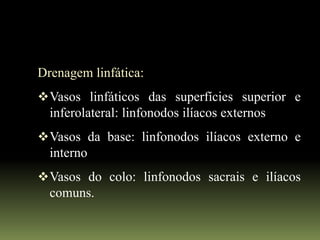 Drenagem linfática:
 Vasos linfáticos das superfícies superior e
  inferolateral: linfonodos ilíacos externos
 Vasos da base: linfonodos ilíacos externo e
  interno
 Vasos do colo: linfonodos sacrais e ilíacos
  comuns.
 