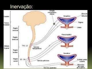 Inervação:
 