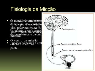 Fisiologia da Micção

 O micção éconsciente neurológico
  A controle um evento
  complexo, não conhecido totalmente, mediado por
  da micção é dado pelo
  vias reflexas que do
  giro paracentral, estão sob controle
  voluntário, onde ocórtex
  lobo frontal, no comportamento é aprendido no
  desenvolvimento da criança.
  cerebral.
 O centro da micção
 Funções da bexiga e uretra.
  esta localizado na
  ponte
 