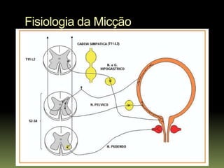 Fisiologia da Micção
 