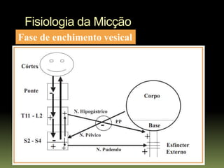 Fisiologia da Micção
Fase de enchimento vesical
 