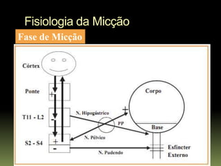 Fisiologia da Micção
Fase de Micção
 