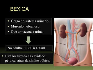 BEXIGA

     Órgão do sistema urinário.
     Musculomebranoso,
     Que armazena a urina.



    No adulto → 350 à 450ml

 Está localizada na cavidade
  pélvica, atrás da sínfise púbica.
 