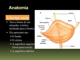 Anatomia

A bexiga vazia
 Tem a forma de um
  tetraedro (vértice
  inclinado para a frente).
 Ela apresenta um :
    O fundo
    O vértice
    A superfície superior
     (fossa paravesical)
    A superfície inferior
 