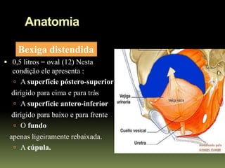 Anatomia

    Bexiga distendida
 0,5 litros = oval (12) Nesta
  condição ele apresenta :
    A superfície póstero-superior
  dirigido para cima e para trás
    A superfície antero-inferior
  dirigido para baixo e para frente
    O fundo
 apenas ligeiramente rebaixada.
    A cúpula.
 