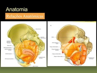 Anatomia
Relações Anatómicas
 