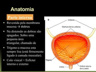 Anatomia
   Parte interna
 Revestida pela membrana
  mucosa → dobras
 Na distensão as dobras são
  apagados. Sobre uma
  pequena área
  triangular, chamado de
 Trígono-a mucosa esta
  sempre lisa (está firmemente
  ligado à camada muscular).
 Colo visical = Esficter
  interno e externo
 