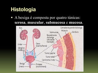 Histologia
 A bexiga é composta por quatro túnicas:
  serosa, muscular, submucosa e mucosa.
 
