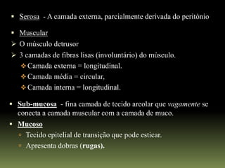  Serosa - A camada externa, parcialmente derivada do peritónio

 Muscular
 O músculo detrusor
 3 camadas de fibras lisas (involuntário) do músculo.
    Camada externa = longitudinal.
    Camada média = circular,
    Camada interna = longitudinal.

 Sub-mucosa - fina camada de tecido areolar que vagamente se
  conecta a camada muscular com a camada de muco.
 Mucoso
   Tecido epitelial de transição que pode esticar.
   Apresenta dobras (rugas).
 