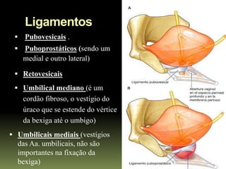 Ligamentos
  Pubovesicais .
  Puboprostáticos (sendo um
    medial e outro lateral)

  Retovesicais
  Umbilical mediano (é um
    cordão fibroso, o vestígio do
    úraco que se estende do vértice
    da bexiga até o umbigo)
 Umbilicais mediais (vestígios
  das Aa. umbilicais, não são
  importantes na fixação da
  bexiga)
 
