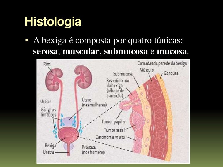 Anatomia e fisiologia da bexiga Anatomia e fisiologia da bexiga