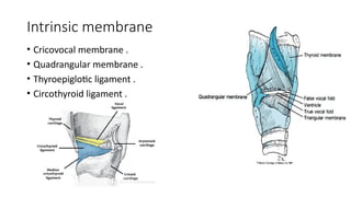 Comprehensive Anatomy and Development of the Larynx with Clinical ...