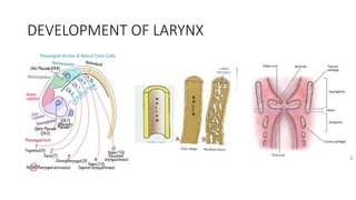 Comprehensive Anatomy and Development of the Larynx with Clinical ...