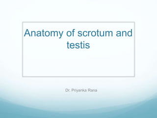 Anatomy of scrotum and
testis
Dr. Priyanka Rana
 