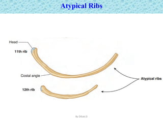 Antomy of thoracic wall for Post G. Dil.pptx