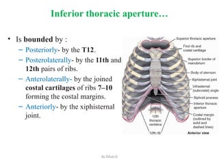 Antomy of thoracic wall for Post G. Dil.pptx