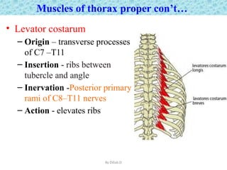 Antomy of thoracic wall for Post G. Dil.pptx