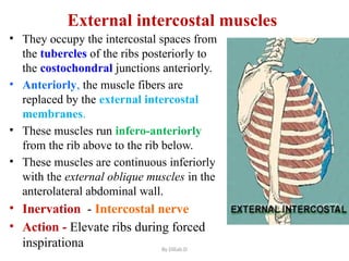 Antomy of thoracic wall for Post G. Dil.pptx