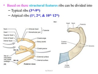 Antomy of thoracic wall for Post G. Dil.pptx