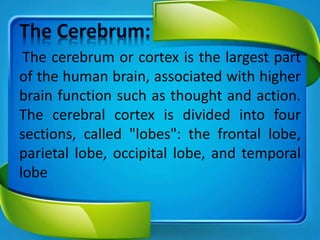 The cerebrum or cortex is the largest part
of the human brain, associated with higher
brain function such as thought and action.
The cerebral cortex is divided into four
sections, called "lobes": the frontal lobe,
parietal lobe, occipital lobe, and temporal
lobe
 