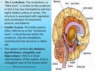 • The Cerebellum: The cerebellum, or
"little brain", is similar to the cerebrum
in that it has two hemispheres and has a
highly folded surface or cortex. This
structure is associated with regulation
and coordination of movement,
posture, and balance.
• Limbic System: The limbic system,
often referred to as the "emotional
brain", is found buried within the
cerebrum. Like the cerebellum,
evolutionarily the structure is rather
old.
• This system contains the thalamus,
hypothalamus, amygdala, and
hippocampus. Here is a visual
representation of this system, from a
midsagittal view of the human brain:
• --------->>>>>>>>>>>>>>
 