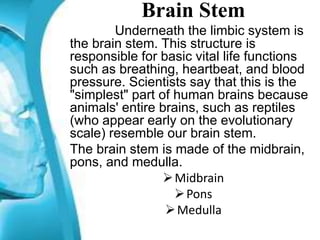 Brain Stem
Underneath the limbic system is
the brain stem. This structure is
responsible for basic vital life functions
such as breathing, heartbeat, and blood
pressure. Scientists say that this is the
"simplest" part of human brains because
animals' entire brains, such as reptiles
(who appear early on the evolutionary
scale) resemble our brain stem.
The brain stem is made of the midbrain,
pons, and medulla.
Midbrain
Pons
Medulla
 