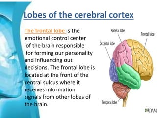 Lobes of the cerebral cortex
The frontal lobe is the
emotional control center
of the brain responsible
for forming our personality
and influencing out
decisions. The frontal lobe is
located at the front of the
central sulcus where it
receives information
signals from other lobes of
the brain.
 