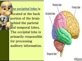 The occipital lobe is
located at the back
portion of the brain
behind the parietal
and temporal lobes.
The occipital lobe is
primarily responsible
for processing
auditory information.
 