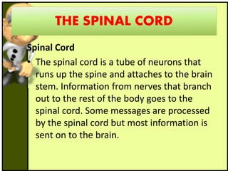 THE SPINAL CORD
Spinal Cord
• The spinal cord is a tube of neurons that
runs up the spine and attaches to the brain
stem. Information from nerves that branch
out to the rest of the body goes to the
spinal cord. Some messages are processed
by the spinal cord but most information is
sent on to the brain.
 