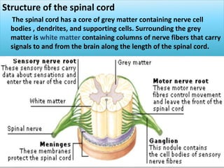 Structure of the spinal cord
The spinal cord has a core of grey matter containing nerve cell
bodies , dendrites, and supporting cells. Surrounding the grey
matter is white matter containing columns of nerve fibers that carry
signals to and from the brain along the length of the spinal cord.
 