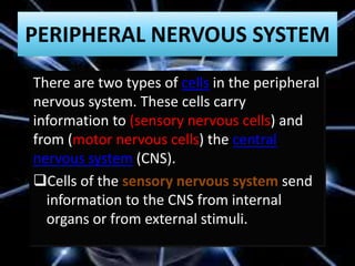 PERIPHERAL NERVOUS SYSTEM
There are two types of cells in the peripheral
nervous system. These cells carry
information to (sensory nervous cells) and
from (motor nervous cells) the central
nervous system (CNS).
Cells of the sensory nervous system send
information to the CNS from internal
organs or from external stimuli.
 