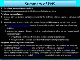 Summary of PNS
 Peripheral Nervous System DivisioN
The peripheral nervous system is divided into the following sections:
Peripheral Nervous System
 Sensory Nervous System - sends information to the CNS from internal organs or from external
stimuli.
 Motor Nervous System - carries information from the CNS to organs, muscles, and glands.
 Somatic Nervous System - controls skeletal muscle as well as external sensory
organs.
 Autonomic Nervous System - controls involuntary muscles, such as smooth and
cardiac muscle.
 Sympathetic - controls activities that increase energy expenditures.
 Parasympathetic - controls activities that conserve energy expenditures.
Peripheral Nervous System Connections
 Peripheral nervous system connections with various organs and structures of the body are
established through cranial nerves and spinal nerves. There are 12 pairs of cranial nerves in
the brain that establish connections in the head and upper body, while 31 pairs of spinal
nerves do the same for the rest of the body. While some cranial nerves contain only sensory
neurons, most cranial nerves and all spinal nerves contain both motor and sensory neurons.
 