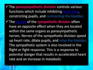 The parasympathetic division controls various
functions which include inhibiting heart rate,
constricting pupils, and contracting the bladder.
The nerves of the sympathetic division often
have an opposite effect when they are located
within the same organs as parasympathetic
nerves. Nerves of the sympathetic division speed
up heart rate, dilate pupils, and relax the bladder.
The sympathetic system is also involved in the
flight or fight response. This is a response to
potential danger that results in accelerated heart
rate and an increase in metabolic
 