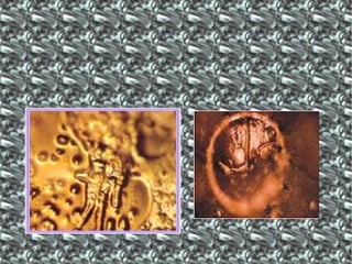 Antonia e fernanda a mensagem da água