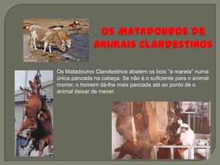 Os Matadouros de
              Animais Clandestinos

Os Matadouros Clandestinos abatem os bois “á mareta” numa
única pancada na cabeça. Se não é o suficiente para o animal
morrer, o homem dá-lhe mais pancada até ao ponto de o
animal deixar de mexer.
 