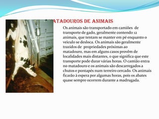 Matadouros de Animais
    Os animais são transportado em camiões de
    transporte de gado, geralmente contendo 12
    animais, que tentam se manter em pé enquanto o
    veiculo se desloca. Os animais são geralmente
    trazidos de propriedades próximas ao
    matadouro, mas em alguns casos provêm de
    localidades mais distantes, o que significa que este
    transporte pode durar várias horas. O camião entra
    no matadouro e os animais são descarregados a
    chutos e pontapés num terreiro cercado. Os animais
    ficarão à espera por algumas horas, pois os abates
    quase sempre ocorrem durante a madrugada.
 