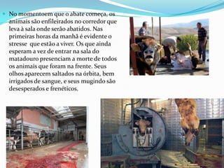  No momentoem que o abate começa, os
  animais são enfileirados no corredor que
  leva à sala onde serão abatidos. Nas
  primeiras horas da manhã é evidente o
  stresse que estão a viver. Os que ainda
  esperam a vez de entrar na sala do
  matadouro presenciam a morte de todos
  os animais que foram na frente. Seus
  olhos aparecem saltados na órbita, bem
  irrigados de sangue, e seus mugindo são
  desesperados e frenéticos.
 