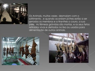 Os Animais, muitas vezes desmaiam com o
sofrimento , e quando acordam já lhes estão a ser
serrados os membros e a tirar-lhes o couro, a sua
pele. As fêmeas grávidas são mortas, e os seus fetos
retirados vivos e deitados no lixo ou usados para
alimentação de outros animais.
 