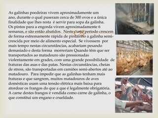 As galinhas poedeiras vivem aproximadamente um
ano, durante o qual puseram cerca de 300 ovos e a única
finalidade que lhes resta é servir para sopa da galinha.
Os pintos para a engorda vivem aproximadamente 6

                                    
semanas, e são então abatidos. Neste curto período crescem
de forma extremamente rápida de pintainho a galinha semi-
crescida por meio de alimento especial. Se vivessem por
mais tempo nestas circunstâncias, acabariam pesando
demasiado e desta forma morreriam Quando têm que ser
transportados ao matadouro são pressionadas
violentamente em grades, com uma grande possibilidade de
fraturas das asas e das patas. Nestas circunstâncias, cheias
de stress, são transportadas em camiões semi-abertos até ao
matadouro. Para impedir que as galinhas tenham mais
fraturas e que sangrem, muitos matadouros de aves
domésticas usam uma tensão elétrica mais baixa para
atordoar os frangos do que a que é legalmente obrigatória.
A carne destes frangos é vendida como carne de galinha, o
que constitui um engano e crueldade.
 