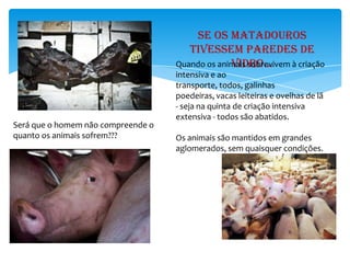 Se os matadouros
                                       tivessem paredes de
                                                 vidro...
                                    Quando os animais sobrevivem à criação
                                    intensiva e ao
                                    transporte, todos, galinhas
                                    poedeiras, vacas leiteiras e ovelhas de lã
                                    - seja na quinta de criação intensiva
                                    extensiva - todos são abatidos.
Será que o homem não compreende o
quanto os animais sofrem???         Os animais são mantidos em grandes
                                    aglomerados, sem quaisquer condições.
 