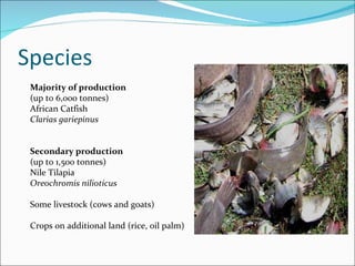 Species Majority of production (up to 6,000 tonnes) African Catfish  Clarias gariepinus Secondary production (up to 1,500 tonnes) Nile Tilapia  Oreochromis nilioticus Some livestock (cows and goats) Crops on additional land (rice, oil palm) 