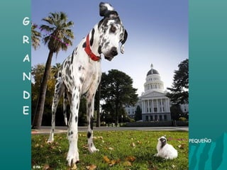 G
R
A
N
D
E

    PEQUEÑO
 