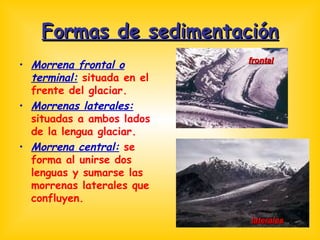Formas de sedimentación Morrena frontal o terminal:  situada en el frente del glaciar. Morrenas laterales:  situadas a ambos lados de la lengua glaciar. Morrena central:  se forma al unirse dos lenguas y sumarse las morrenas laterales que confluyen. laterales frontal 