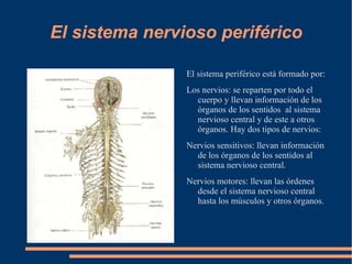 El aparato locomotor El aparato locomotor está formado por: 